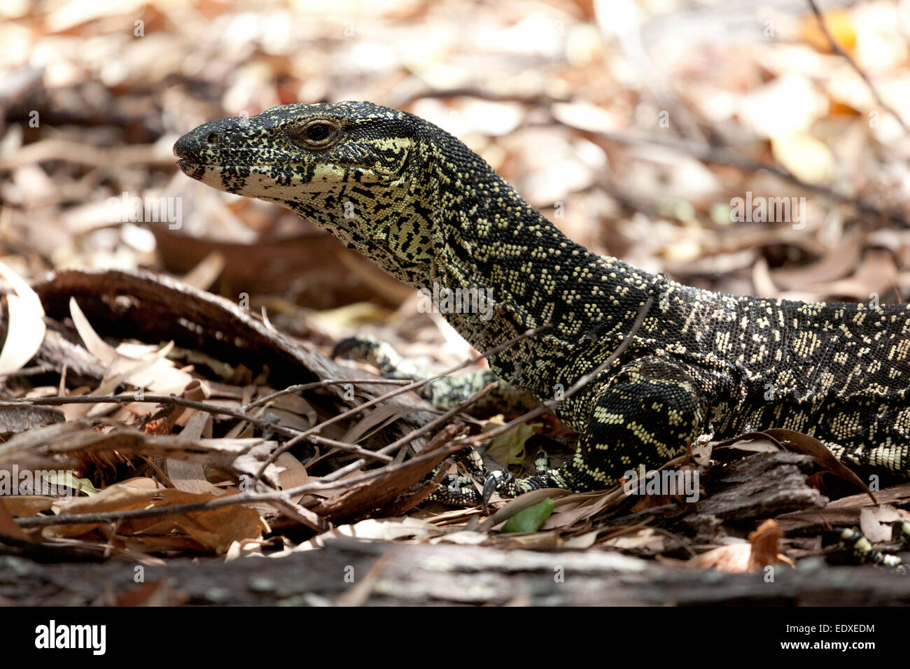 Spitze Goanna im Wald, Queensland, Australien Stockfoto