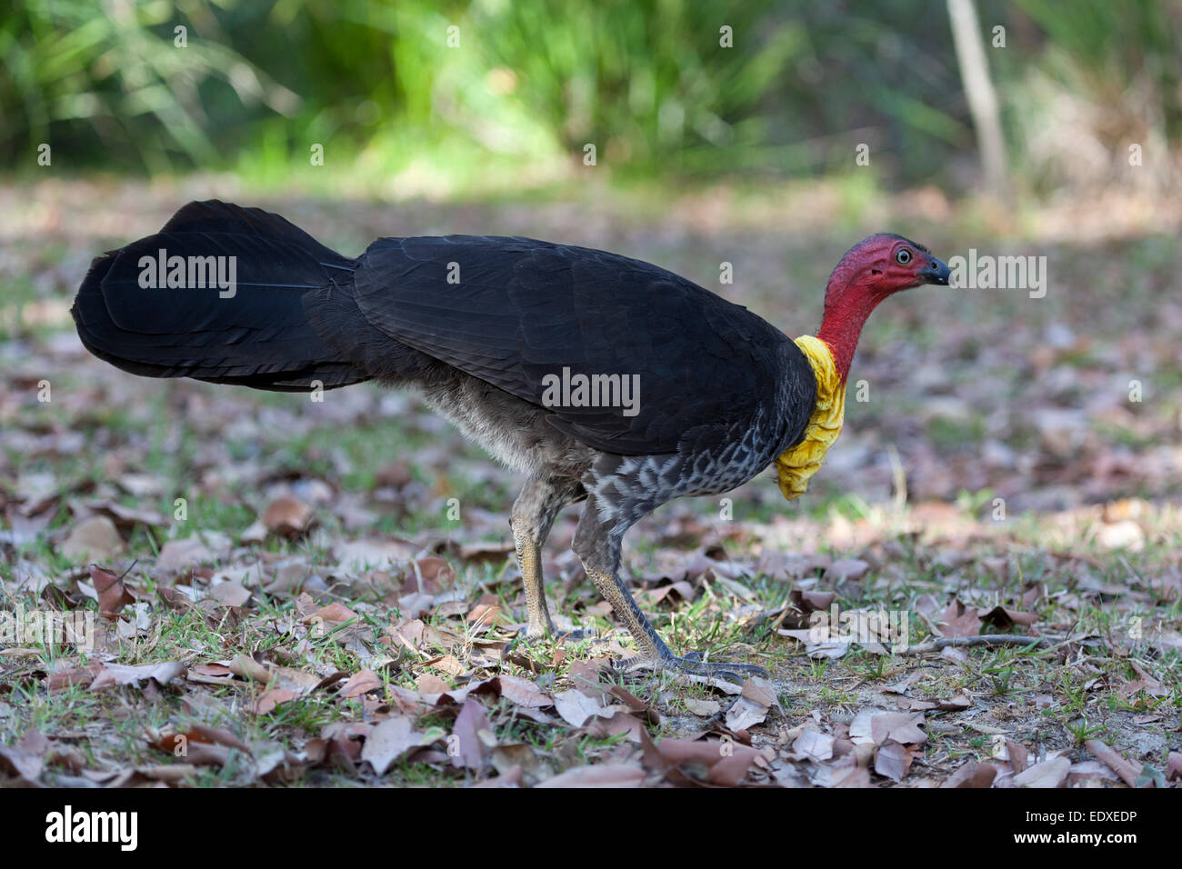 Australische Pinsel-Türkei (Alectura Lathami), Queensland, Australien Stockfoto