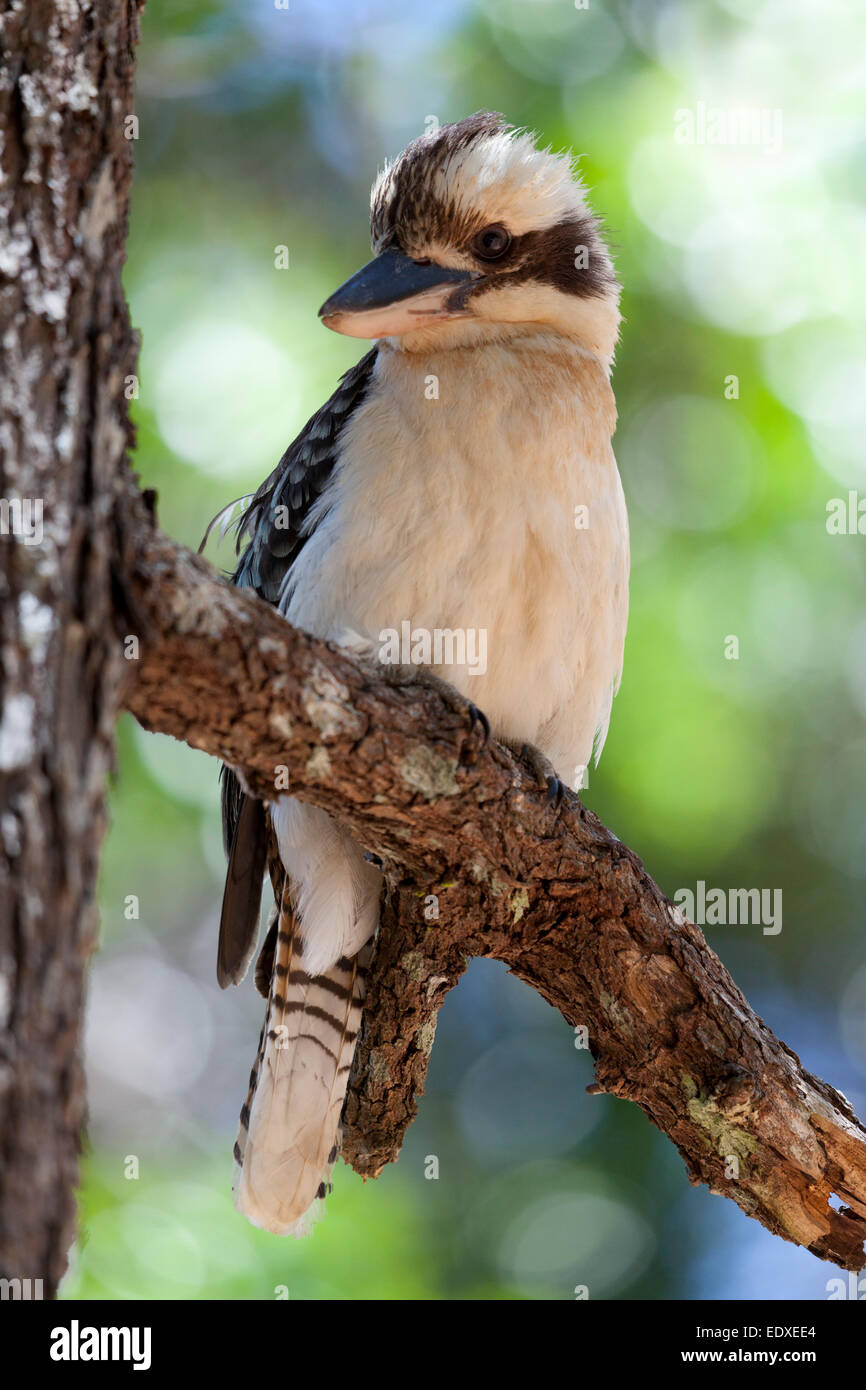 Lachende Kookaburra in einem Baum, Australien Stockfoto