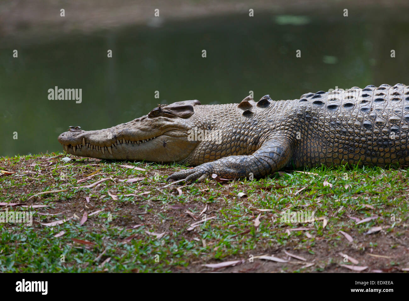 Krokodil im australischen Zoo, Beerwah, Australien Stockfoto