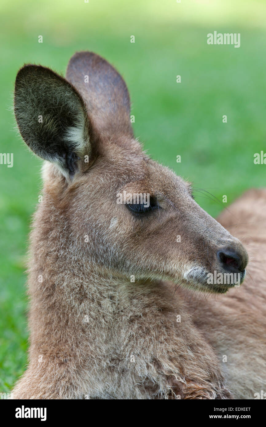 Porträt eines roten Kängurus in Queensland, Australien Stockfoto