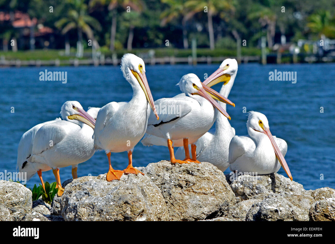Amerikanische weiße Pelikane glänzen in der Sonne, wie sie auf Felsen in den Gulf Intracoastal Waterway in Sarasota entlang der Golf-Küste von Florida, USA ruhen. Stockfoto