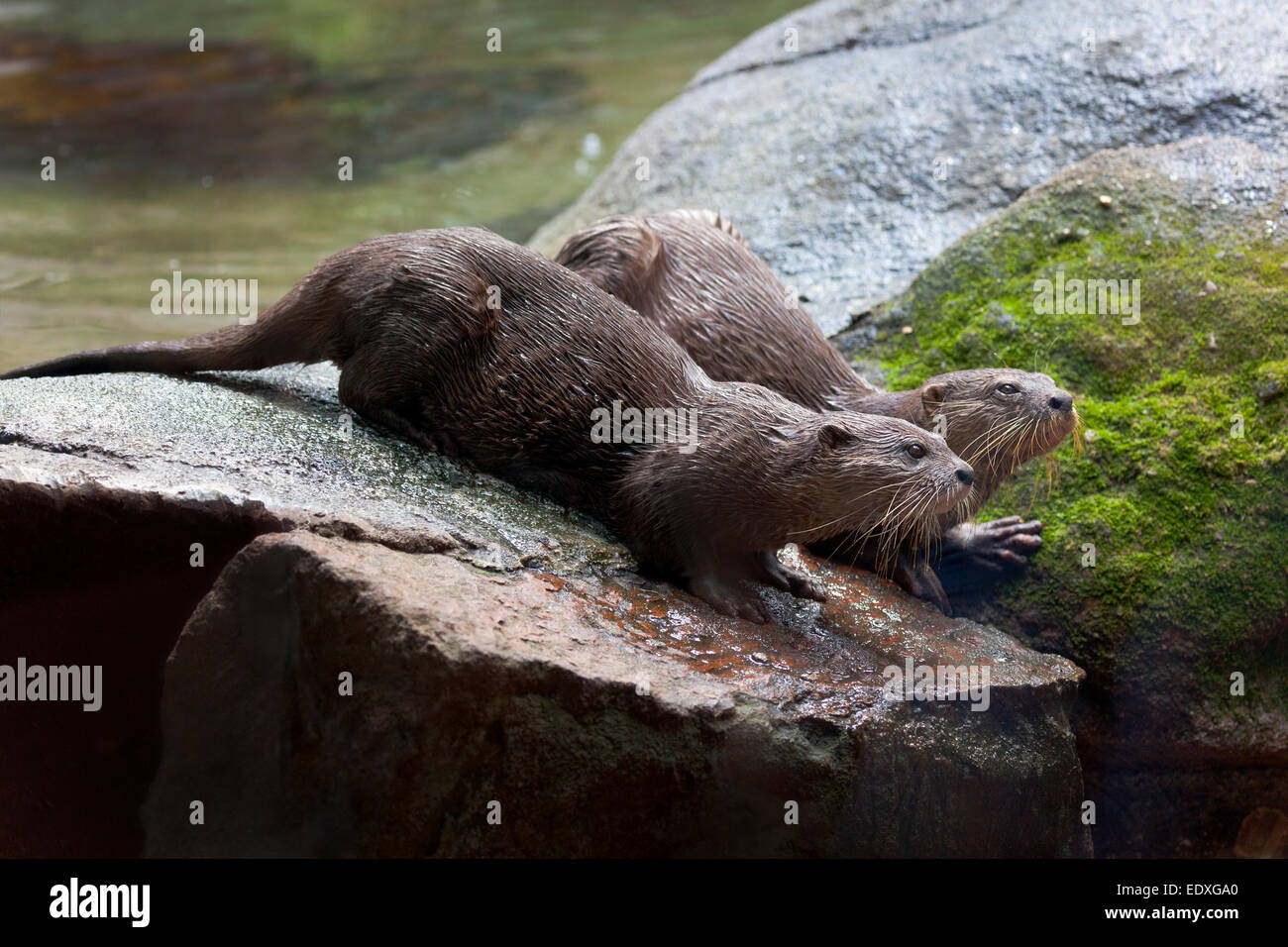 Asiatische kleine krallenbewehrten Otter im Australian Zoo, Beerwah, Australien Stockfoto
