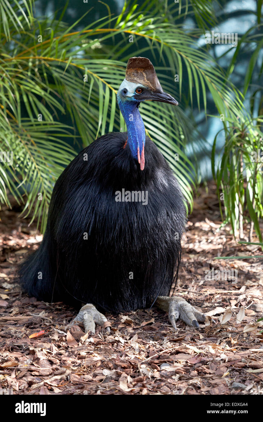 Kasuar im australischen Zoo, Beerwah, Australien Stockfoto