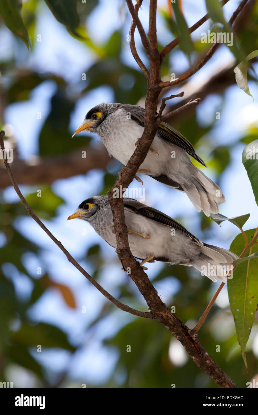 Laut Bergmann Vögel in einem Baum, Australien Stockfoto