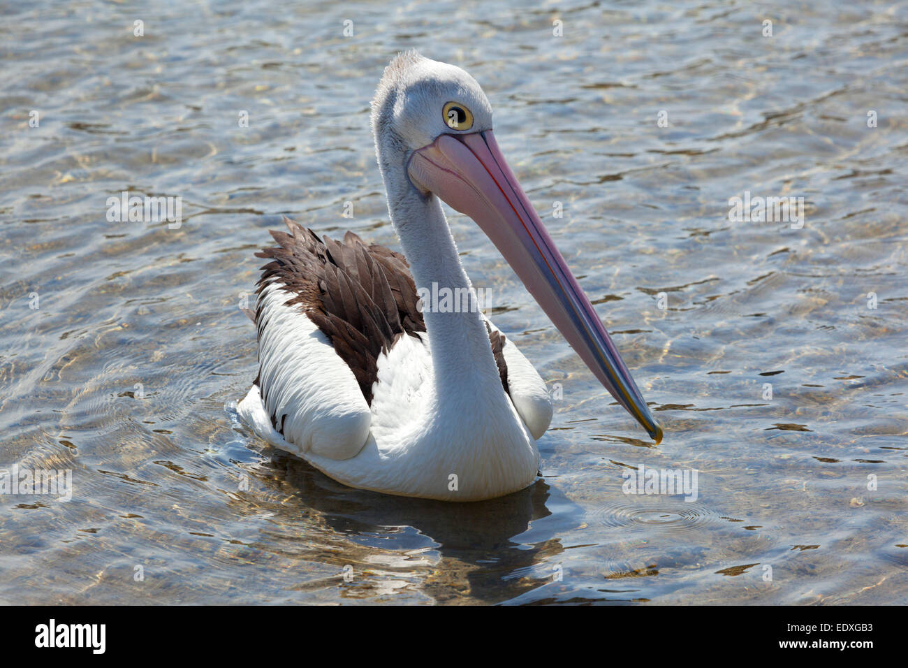 Pelikan im Wallis Lake, New-South.Wales, Australien Stockfoto