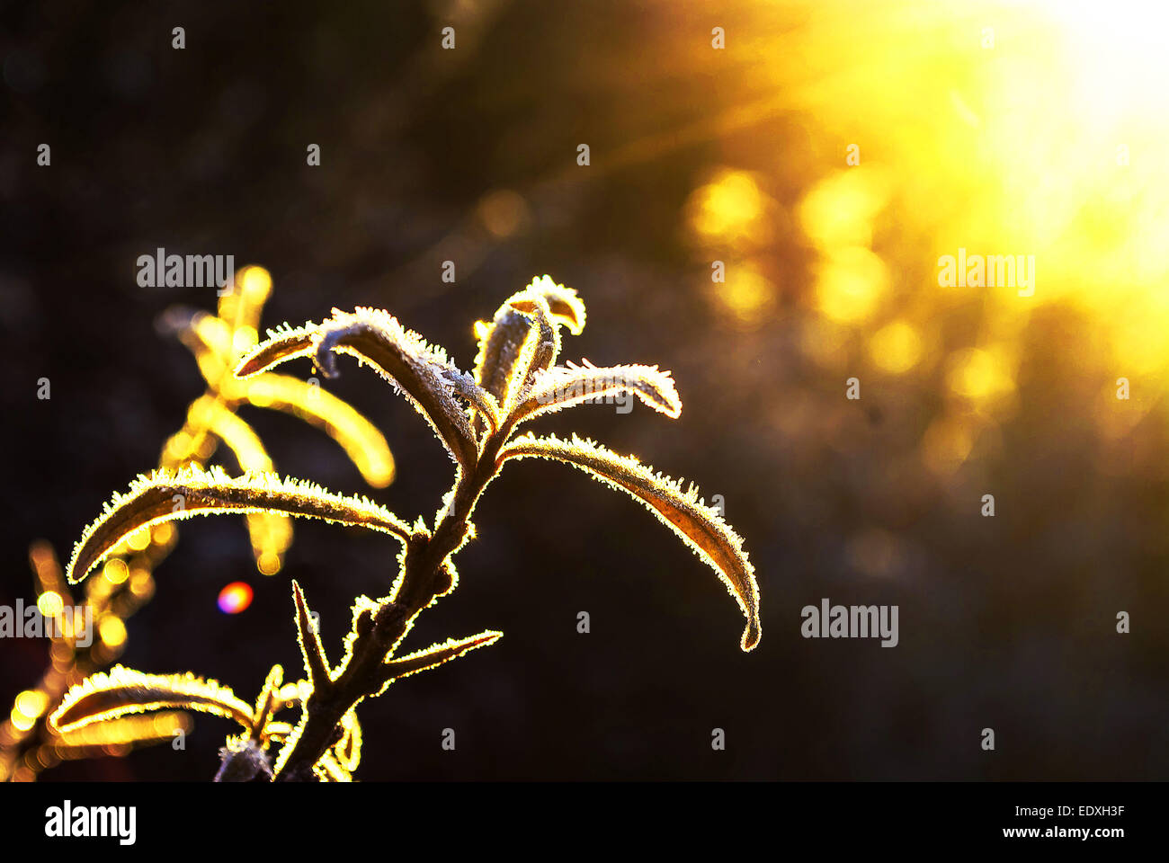 Frosty Sunrise Stockfoto