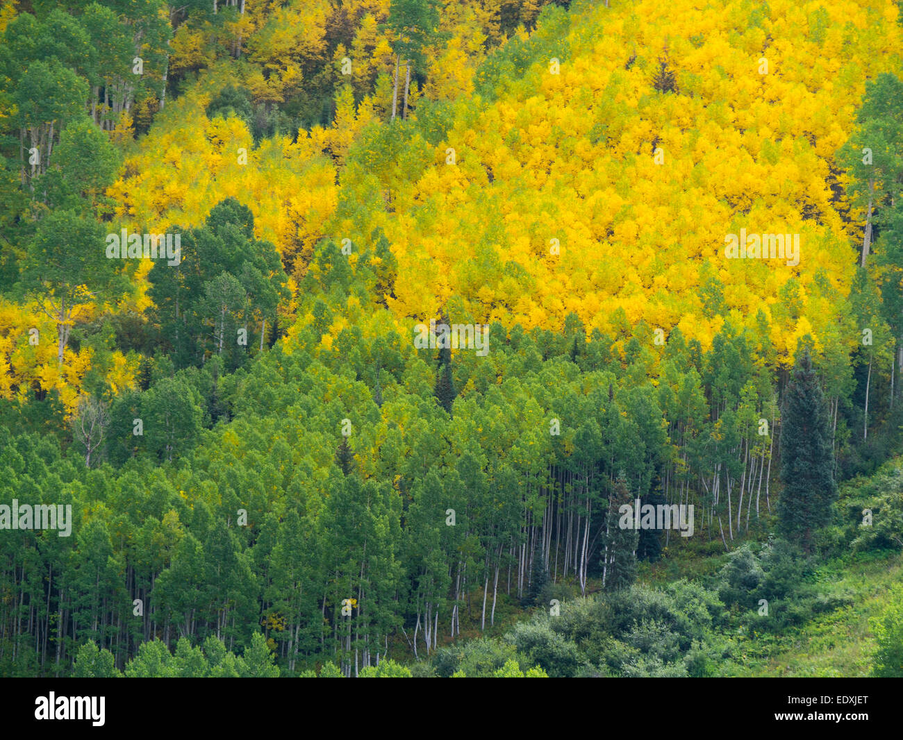 Grün und gelb fallen früh Aspen Bäume auf der Bergseite in Colorado Stockfoto