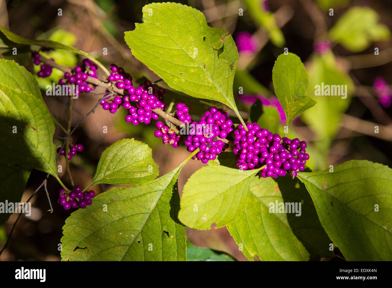American Beauty Berry wächst im Oscar Sherer State Park in Osprey Florida Stockfoto