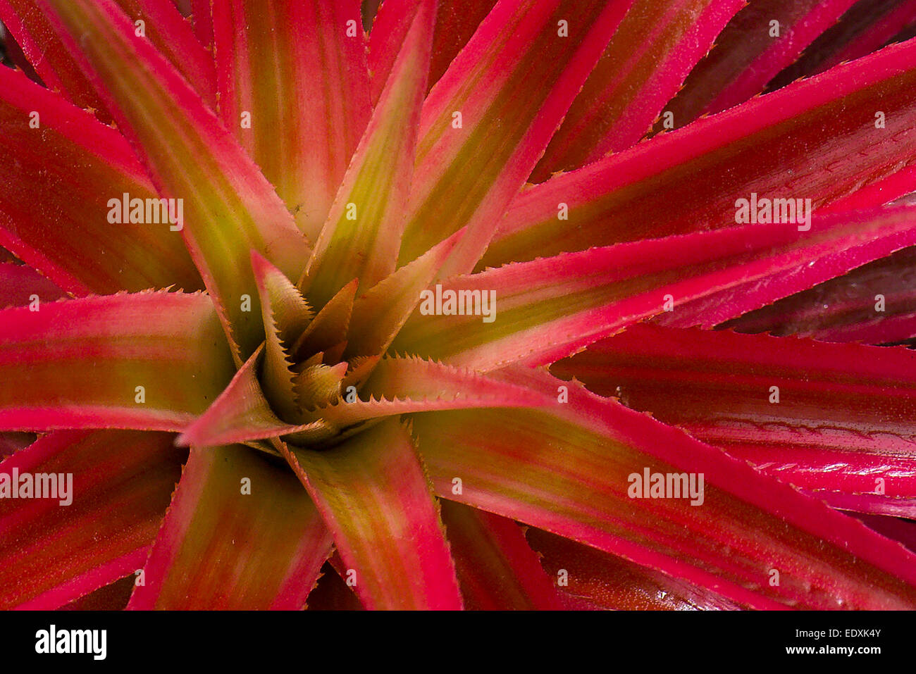 Feuerwerkskörper, Neophytum Lymanii, Bromelien Familie Bromeliaceae Stockfoto