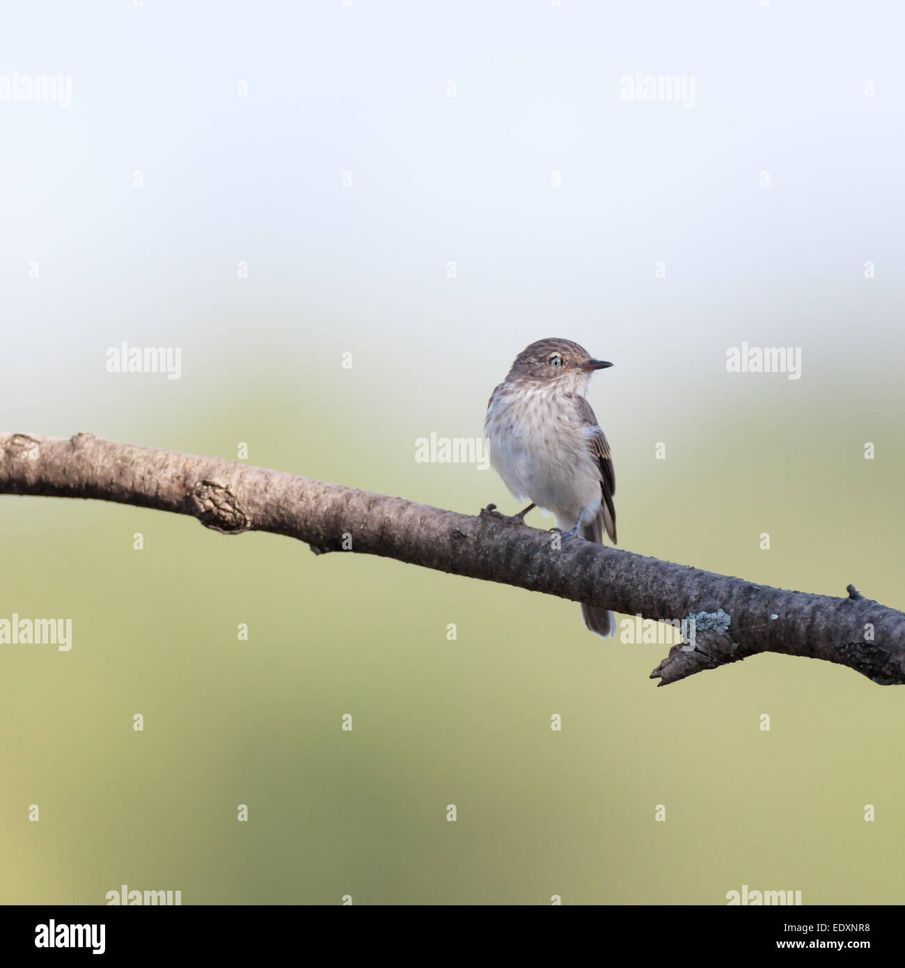 Grauschnäpper (Muscicapa Striata). Wildvögel in einen natürlichen Lebensraum. Russland, Rjasan (Ryazanskaya Oblast), die wunderschöne Stockfoto