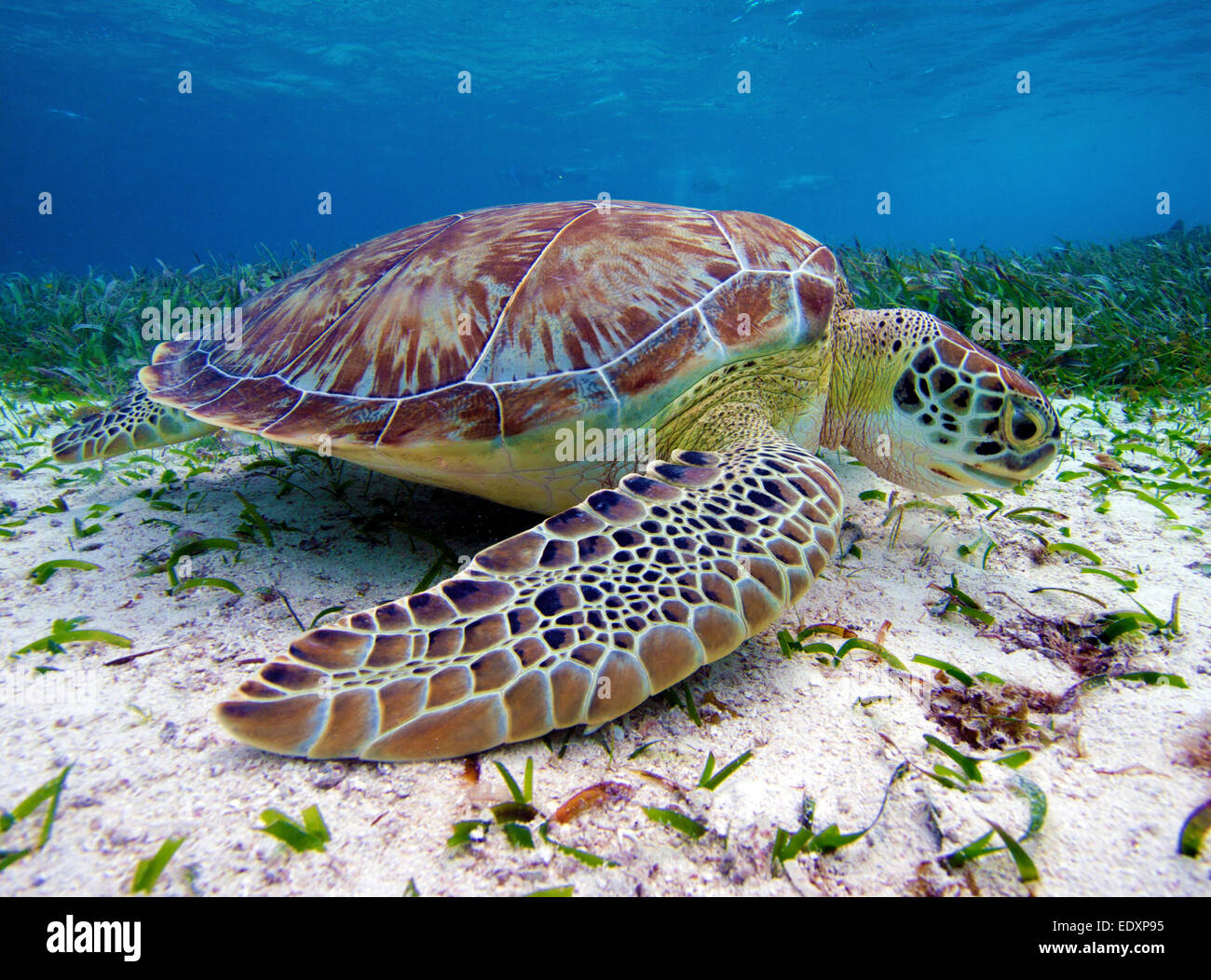 Grüne Schildkröte in Belize Hol Chan Marine Reserve Stockfoto