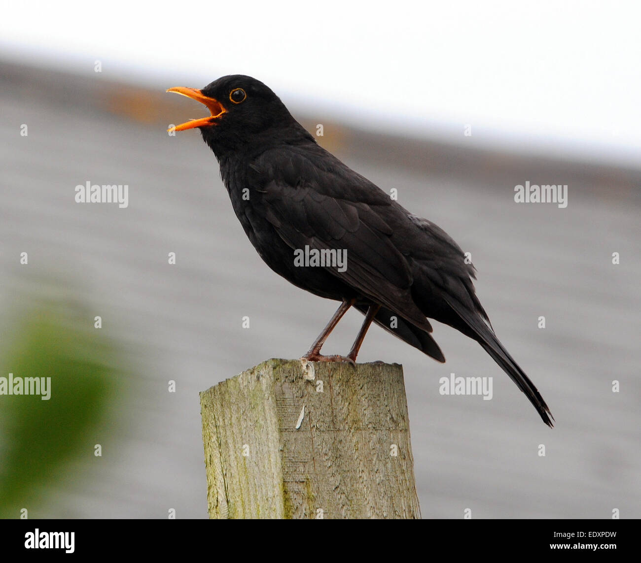Amsel singen Stockfoto