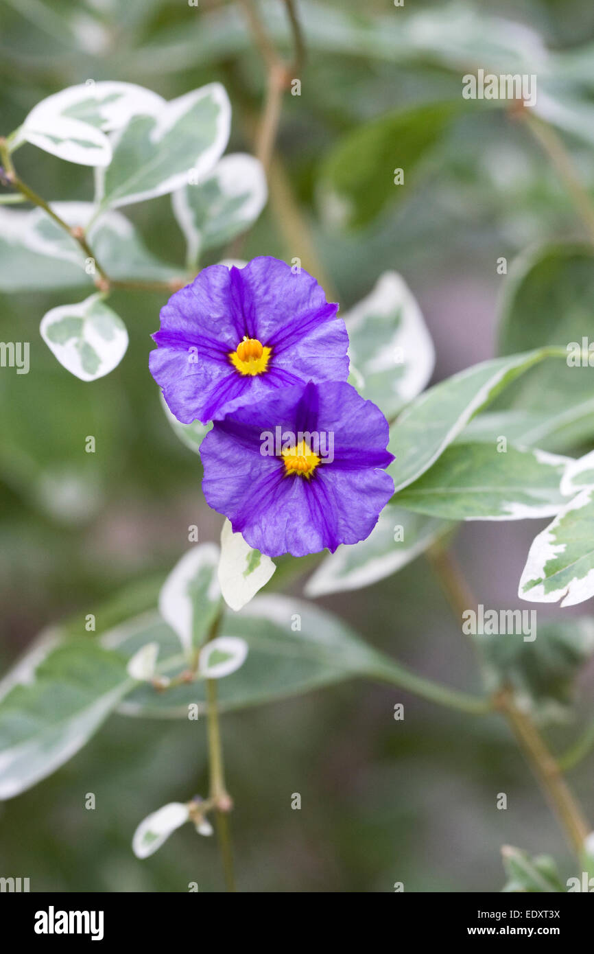 Lycianthes Rantonnetti 'ist Lynn bunt". Bunte blaue Kartoffel Strauch wächst in einer geschützten Umgebung. Stockfoto
