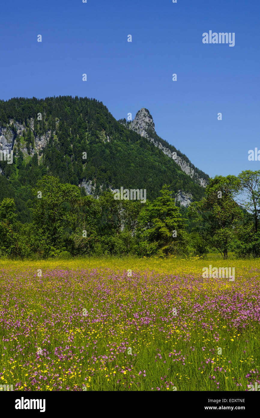 Blumenwiese Mit Blick Auf den Kofel in Den Ammergauer Alpen, Bayern, Oberbayern, Deutschland, Blumen Wiese mit Blick auf die Kofe Stockfoto