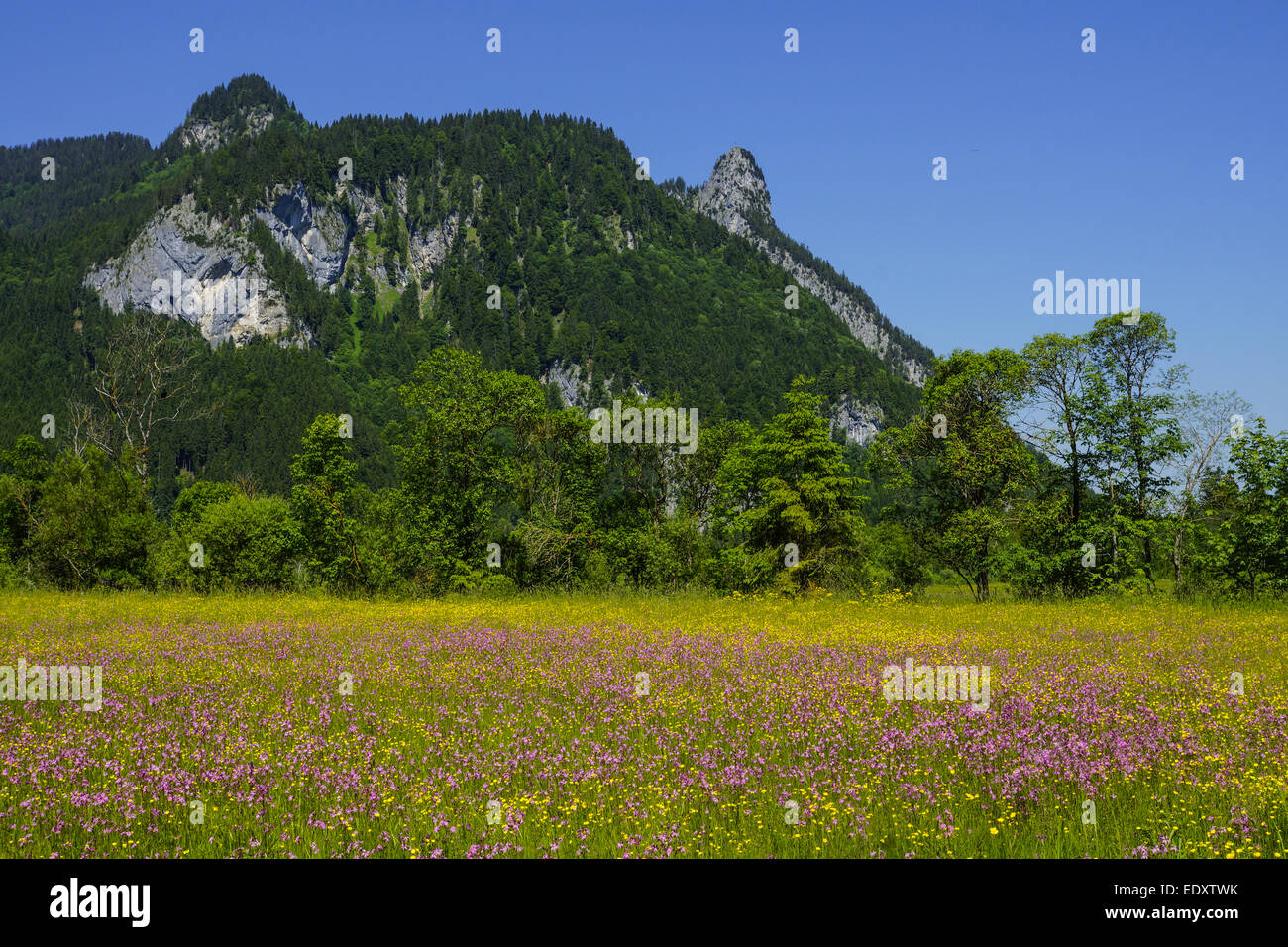 Blumenwiese Mit Blick Auf den Kofel in Den Ammergauer Alpen, Bayern, Oberbayern, Deutschland, Blumen Wiese mit Blick auf die Kofe Stockfoto