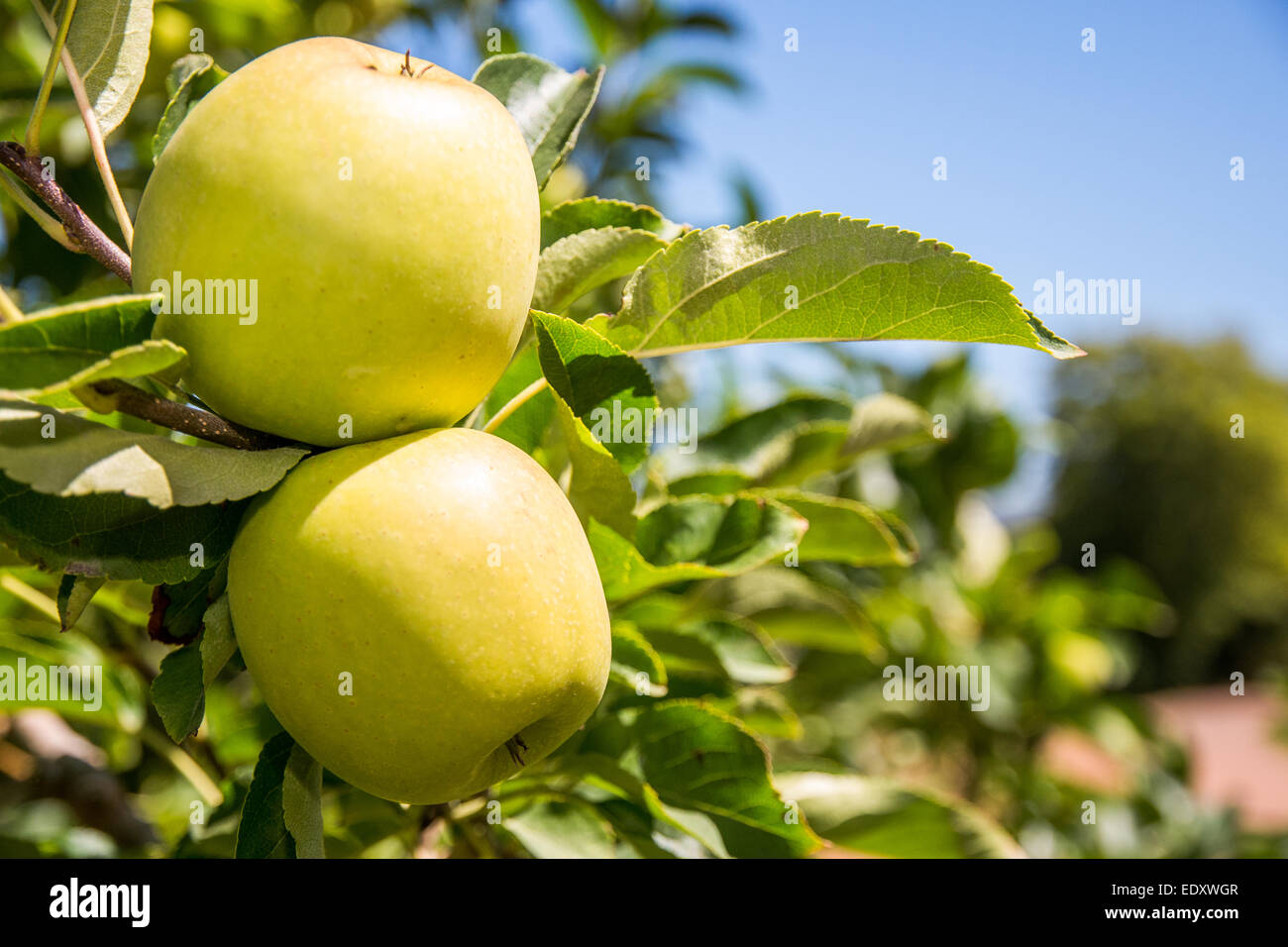 Zwei Reife Granny Smith Äpfel hängen noch auf dem Ast eines Apfelbaums. Stockfoto