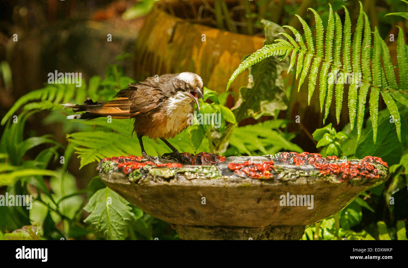 Australische grau gekrönt Schwätzer, Pomatostomus Temporalis, am Rand des reich verzierten Vogelbad mit roten Blumen neben Farnen & andere üppige Vegetation, Stockfoto