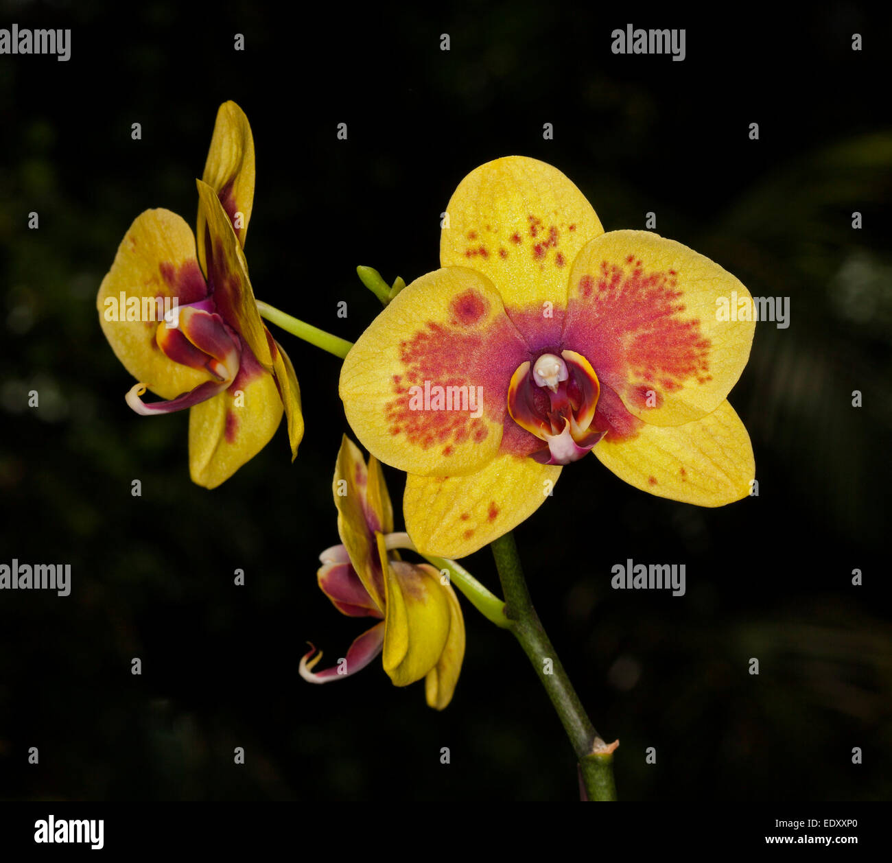 Spektakuläre Blüte der Phalaenopsis / Moth Orchid mit lebhaften gelben Blütenblättern beschmiert mit rot / orange auf schwarzem Hintergrund Stockfoto