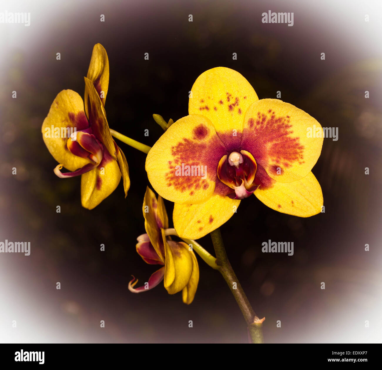 Spektakuläre Blüte der Phalaenopsis / Moth Orchid mit lebhaften gelben Blütenblättern beschmiert mit rot / orange dunklen braunen Hintergrund Stockfoto