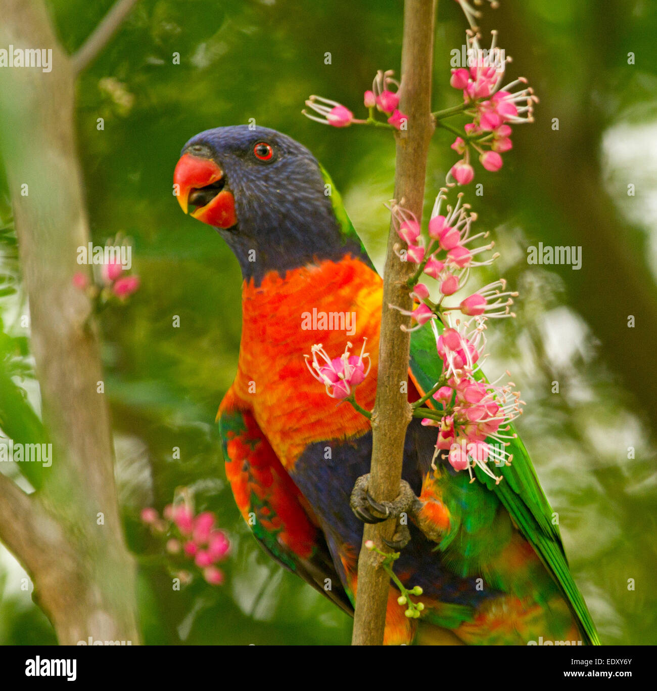 Bunten Allfarblori, australische Papageien in freier Wildbahn unter rosa Blütentrauben native Korkholz Baumes, Melicope elleryana Stockfoto