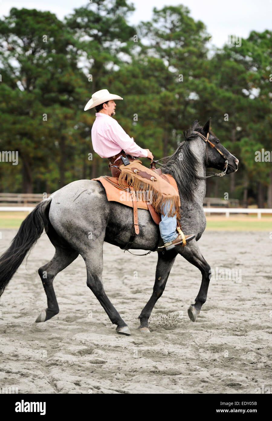 Mann, ein graues Pferd auf der Messe Scheune und Anschluss in Pinehurst North Carolina Stockfoto