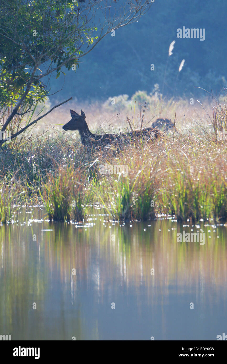 Rusa unicolor, Sambar-Hirsche in Phu Khieo Wildlife Sanctuary, Thailand. Stockfoto