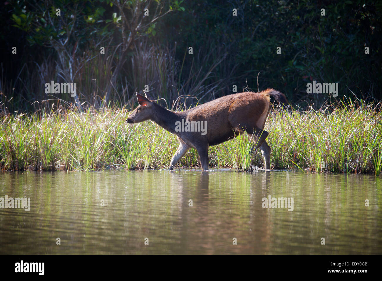 Rusa unicolor, Sambar-Hirsche in Phu Khieo Wildlife Sanctuary, Thailand. Stockfoto