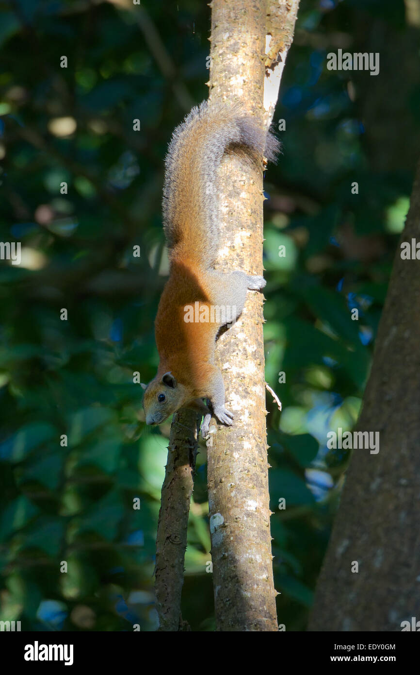 Grau-bellied Eichhörnchen Callosciurus Caniceps. Nam Nao Nationalpark, Thailand. Stockfoto