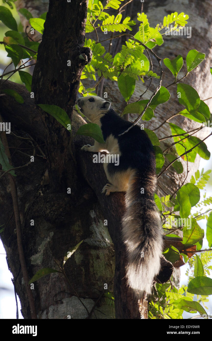 Das Variable Eichhörnchen (Callosciurus Finlaysoni) oder Finlaysons Eichhörnchen ist heimisch in Burma, Thailand, Laos, Kambodscha und Süd V Stockfoto