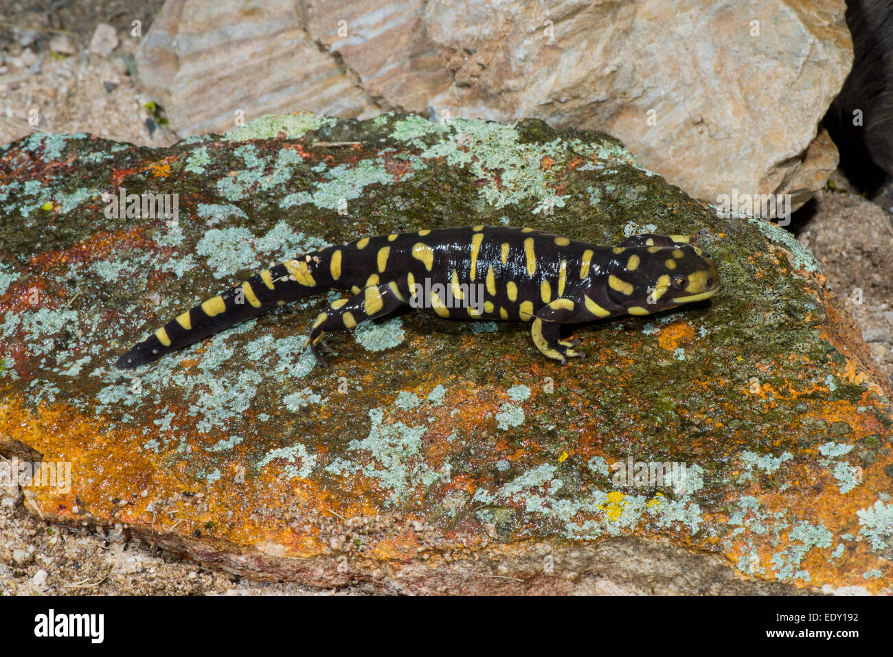 Tiger Salamander Z.B. Mavortium Arizona, USA 10 Januar Erwachsenen Ambystomatidae ausgeschlossen Stockfoto