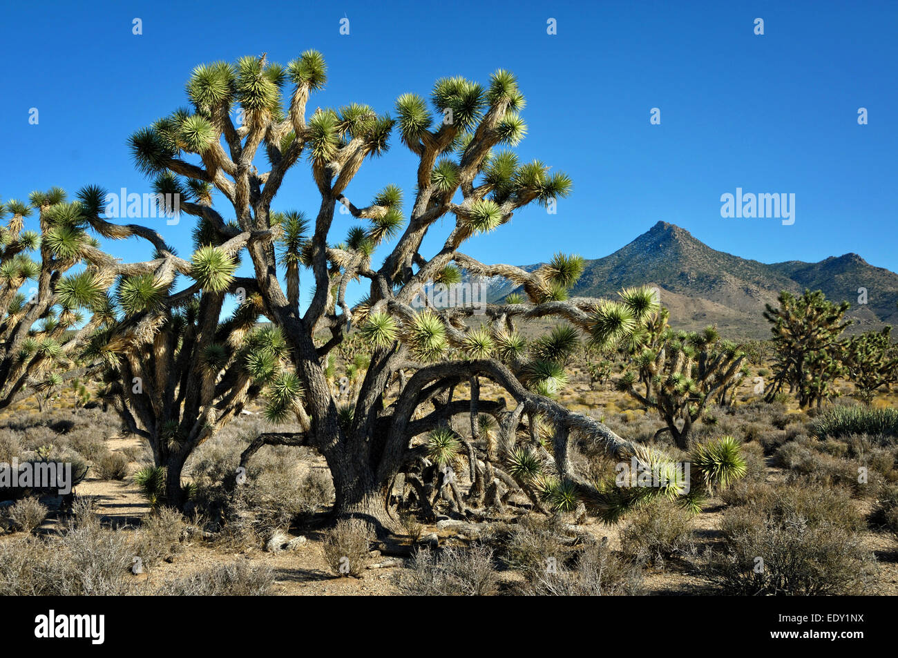 Der Joshua Tree in der Wüste von Arizona und Berg hinter Stockfoto