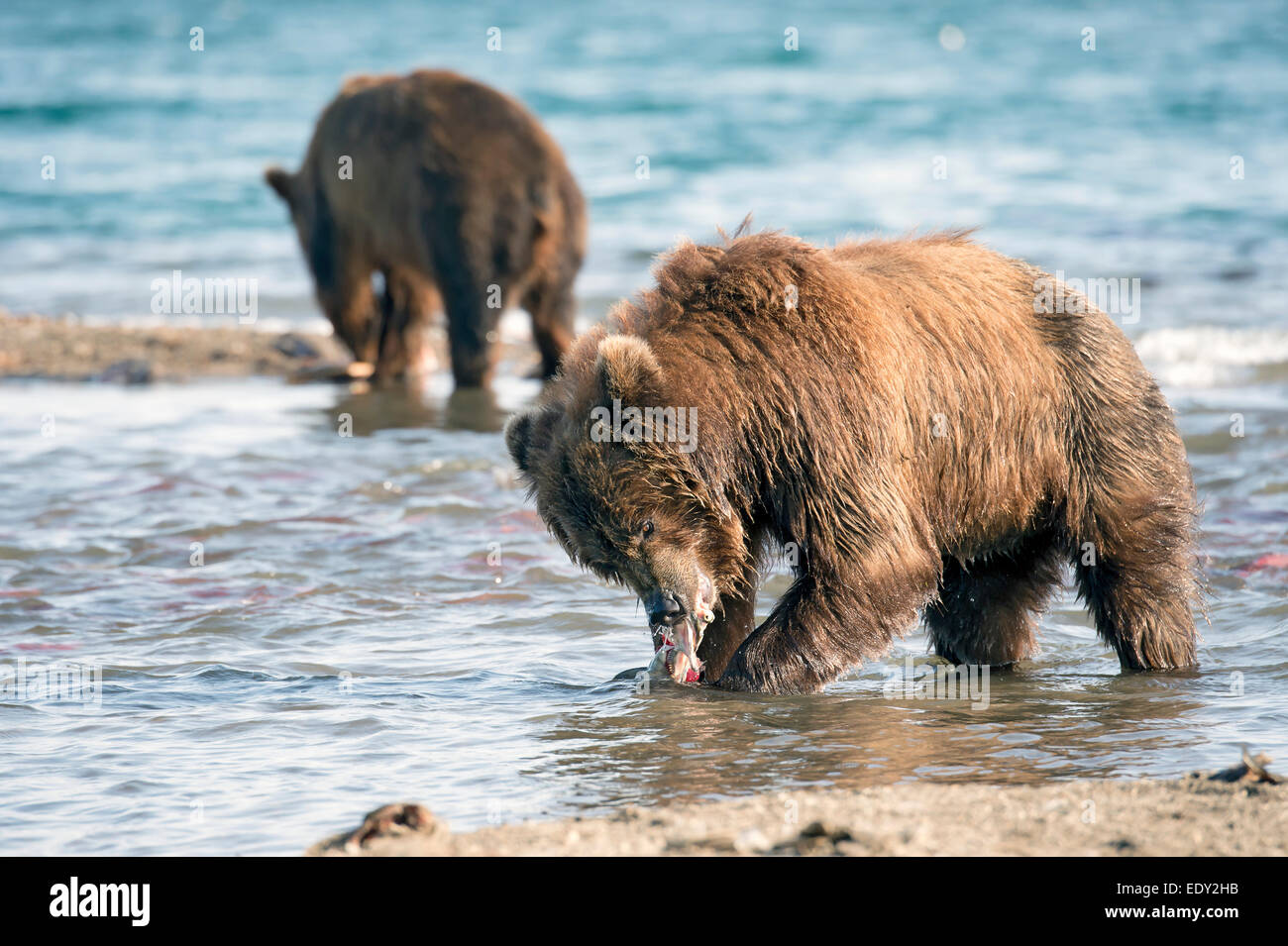 Braunbären, die Fischerei auf Lachs während der Lachs laufen Stockfoto