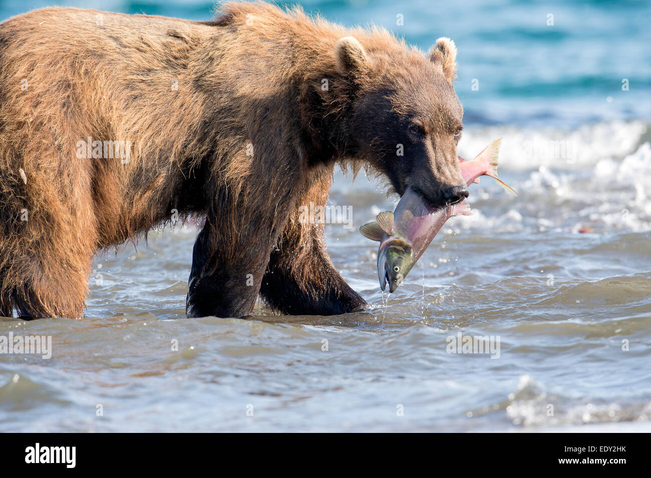 Brauner Bär mit Lachs in den Mund während der Lachs laufen Stockfoto