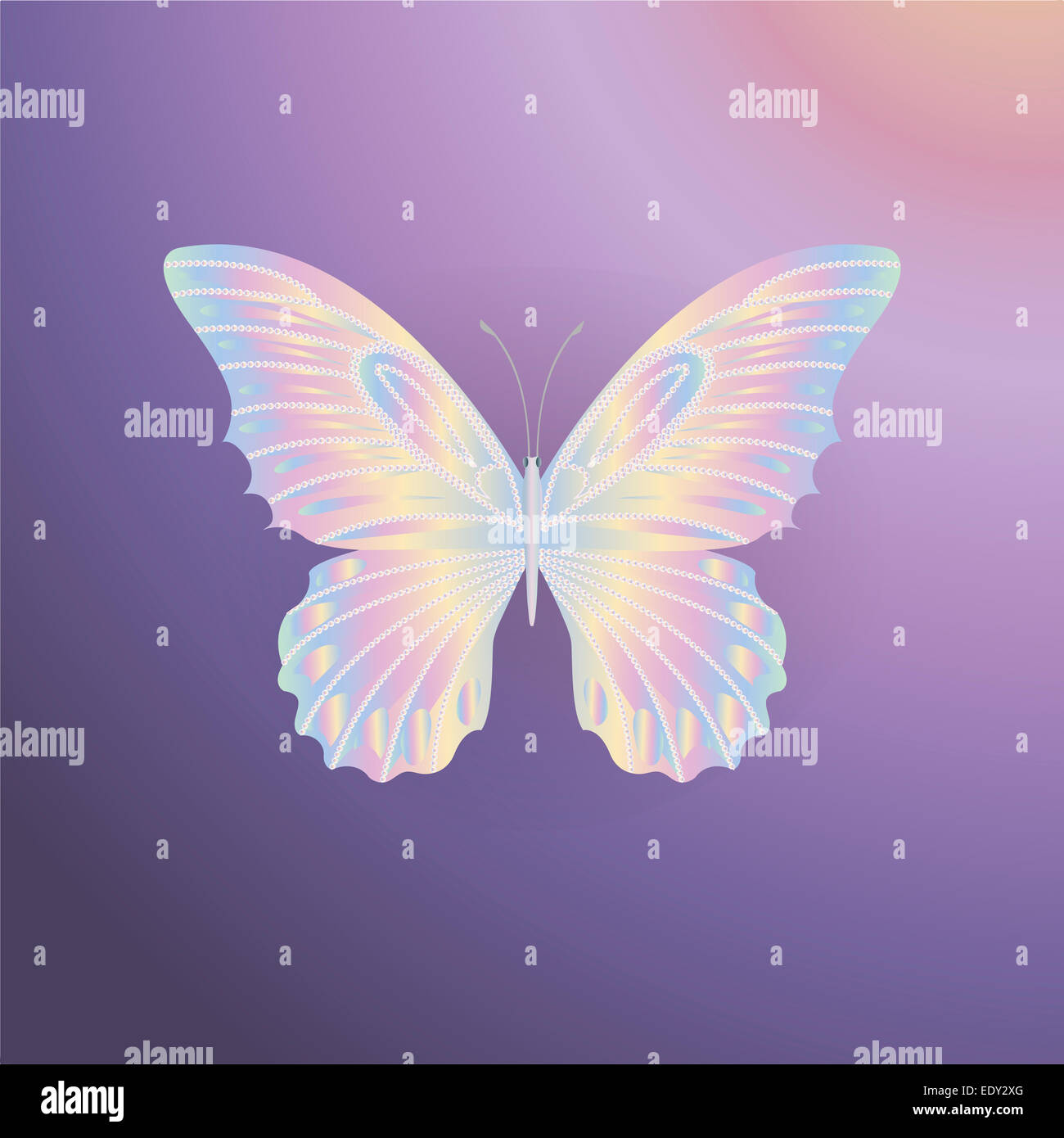 Perle Spitze Schmetterling auf lila Hintergrund Stockfoto