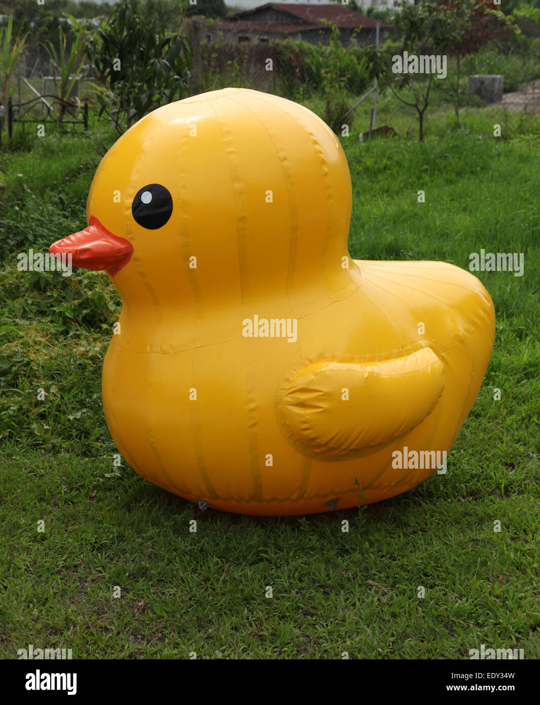 Es ist ein Foto von einer aufblasbaren Riesen gelbe Ente ist ein Rasen für einen Park oder Garten im freien Stockfoto
