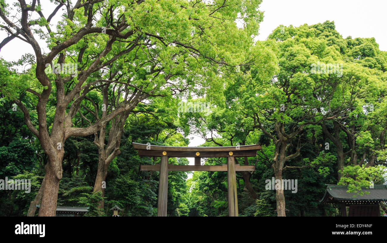 Torii (Eingangstor) und Baum im Tempelbereich, Japan Stockfoto