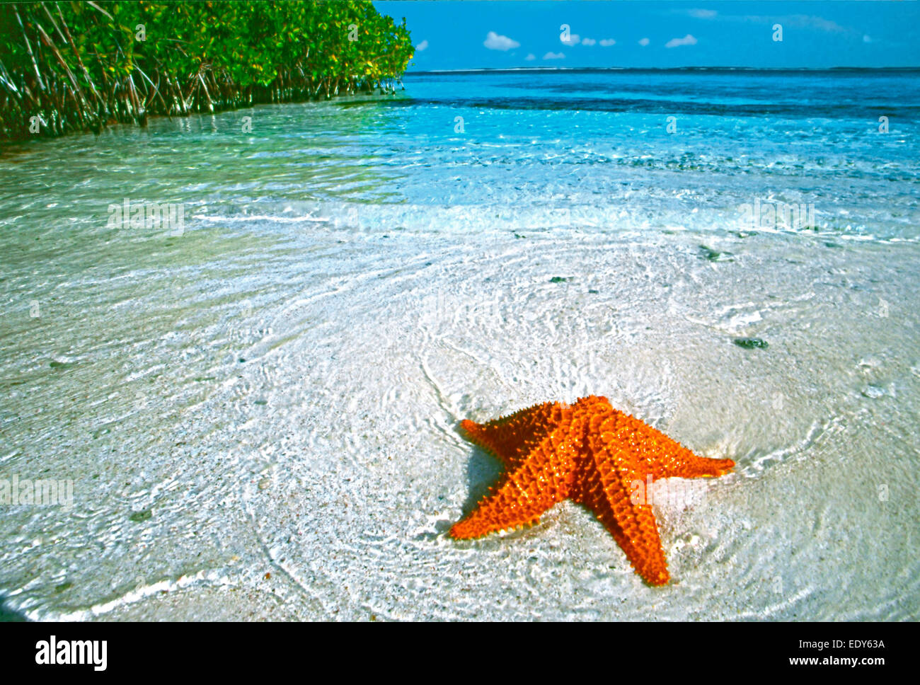 Rote Kissen Sea Star oder West Indian Sea Star (Oreaster Reticulatus) Los Roques Nationalpark Venezuela Süd Amerika Stockfoto
