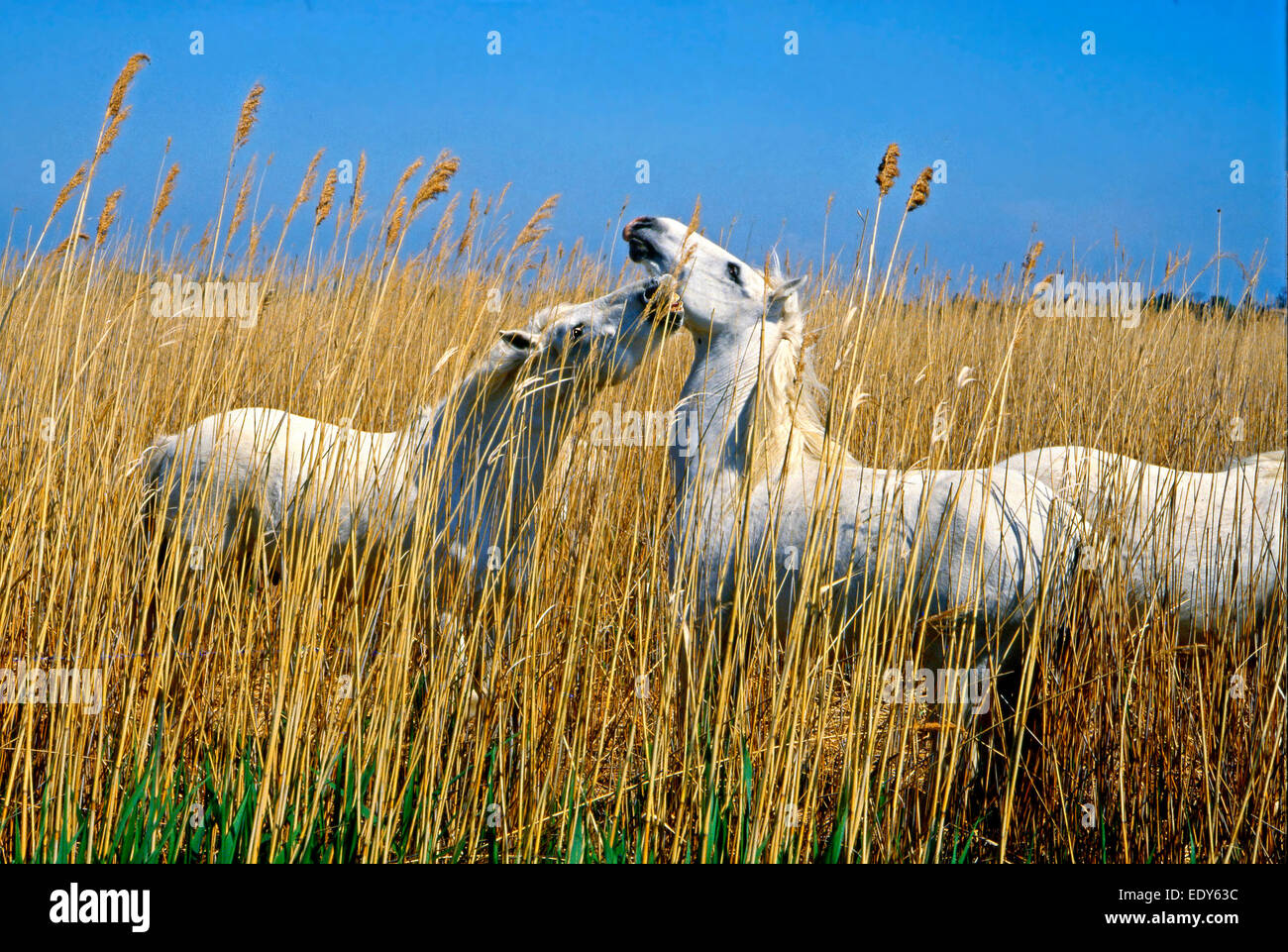 Weißen Hengste züchten Camargue (Equus Caballus Ferus) wilden Zustand kämpfen in einem Röhricht Stockfoto