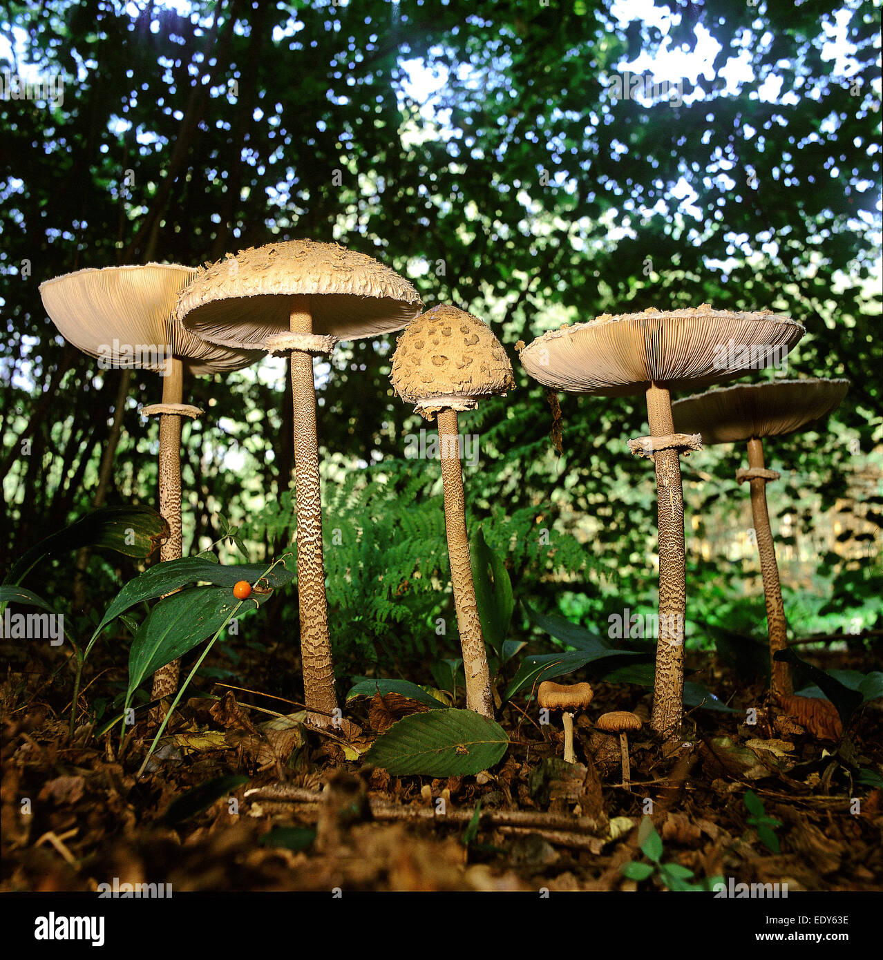 Pilz Parasol (Macrolepiota Procera) Familie Stockfoto