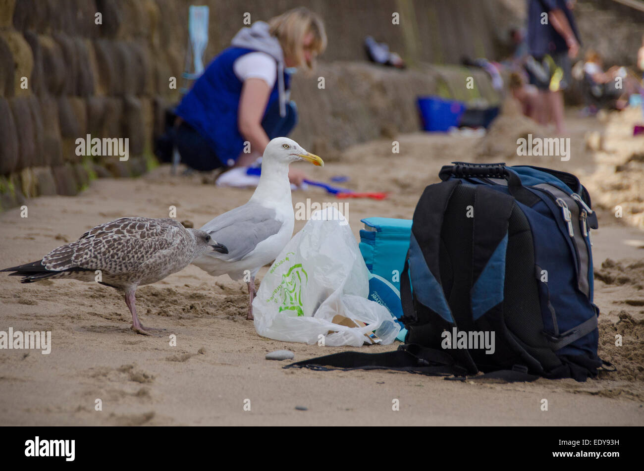 2 fearless Silbermöwe (1 Erwachsene, 1 Kinder) beäugte die Möglichkeit Lebensmittel aus Taschen Picknick am Strand Auf- und Zuziehen - Whitby, Yorkshire, Enland, UK. Stockfoto