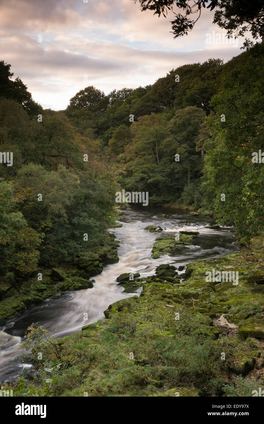 Hohe Blick auf den River Wharfe fließt durch eine enge, steile Tal durch Strid Holz - Bolton Abbey Estate, Yorkshire Dales, England, Großbritannien begrenzt. Stockfoto