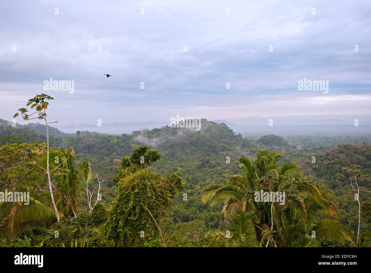 Copal Tree Lodge, Belize Stockfoto