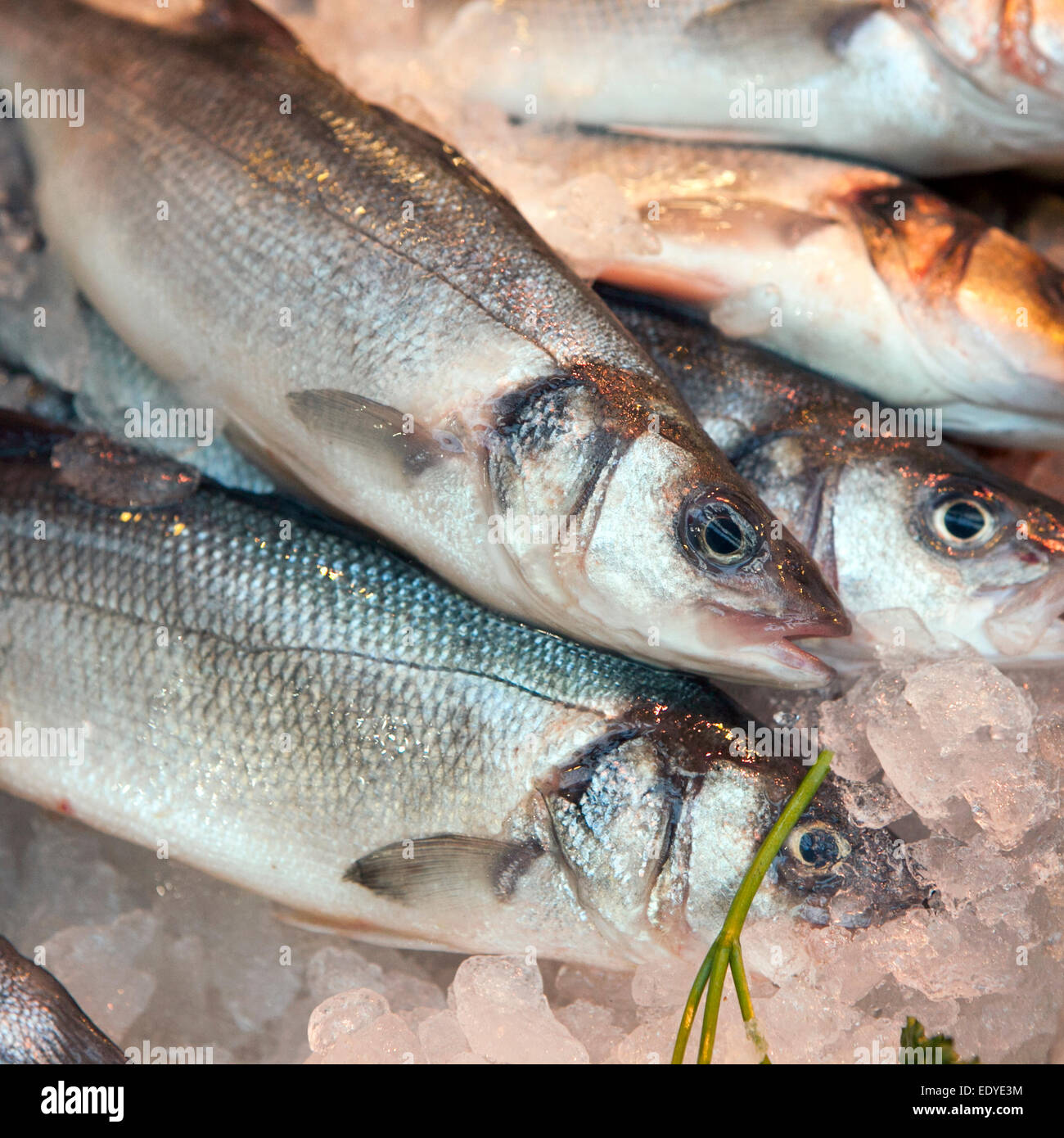 Vergoldung-Kopf bream(dorade) auf Eis auf dem Meeresfrüchte-Stand Stockfoto