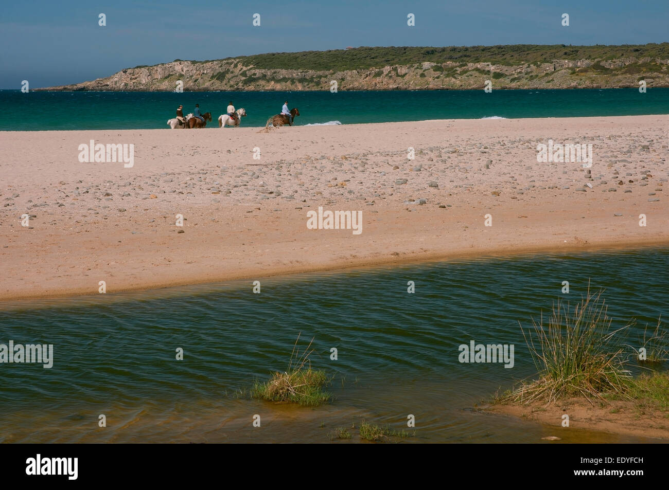 Bolonia Beach und Pferde, Tarifa, Cadiz Provinz, Region von Andalusien, Spanien, Europa Stockfoto