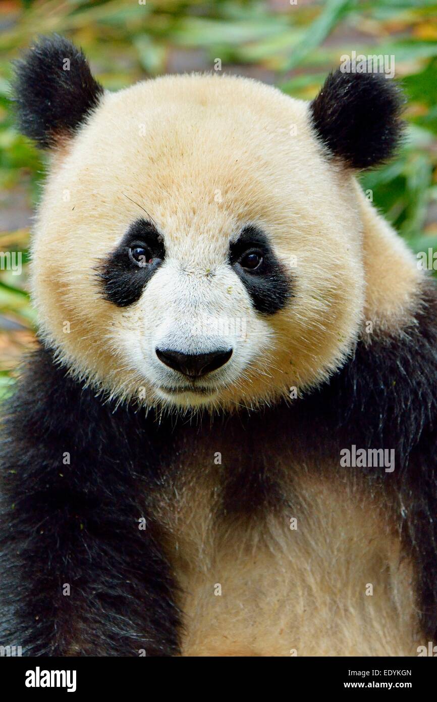 Großer Panda (Ailuropoda Melanoleuca), Gefangenschaft, Chengdu Research