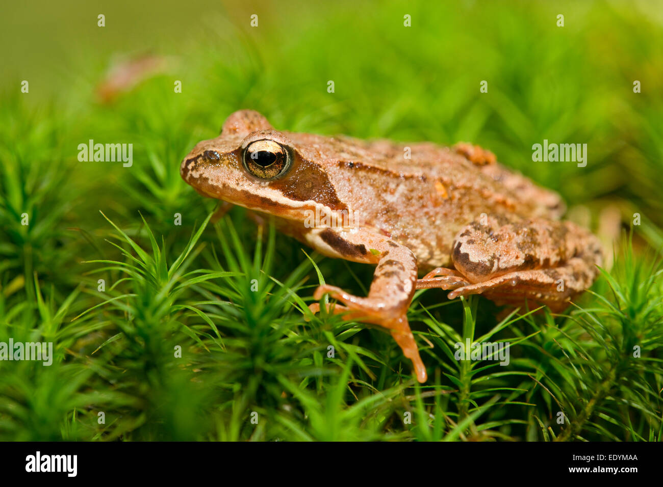 Gemeinsamen Frosch oder europäischen Frosch (Rana Temporaria), Niedersachsen, Deutschland Stockfoto