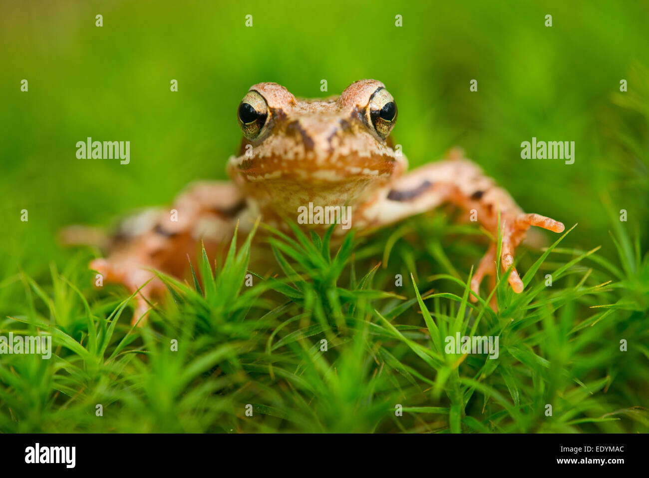 Gemeinsamen Frosch oder europäischen Frosch (Rana Temporaria), Niedersachsen, Deutschland Stockfoto