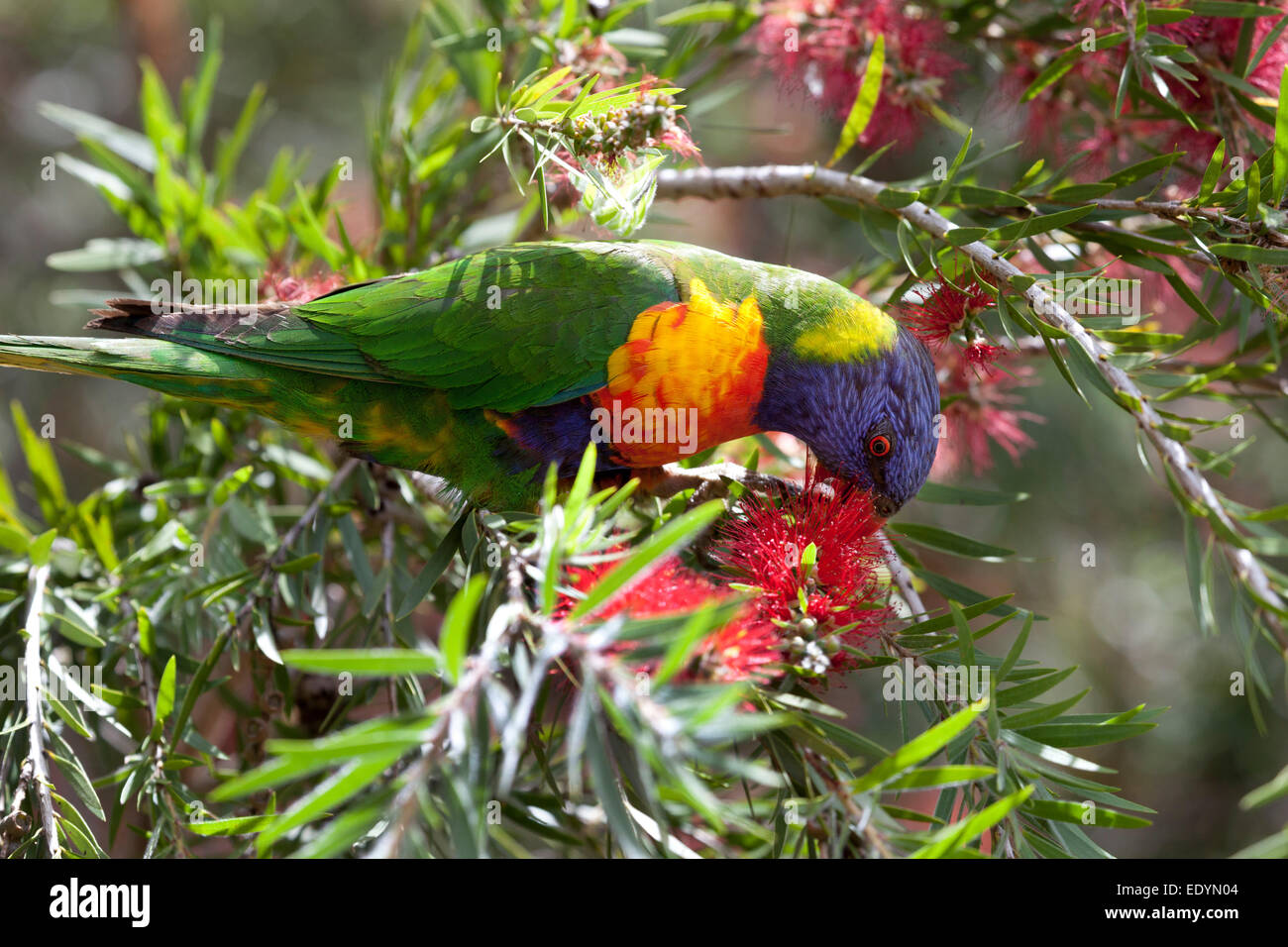 Essen Lorikeet Vogel in eine Flasche Bürste Strauch, Australien Stockfoto