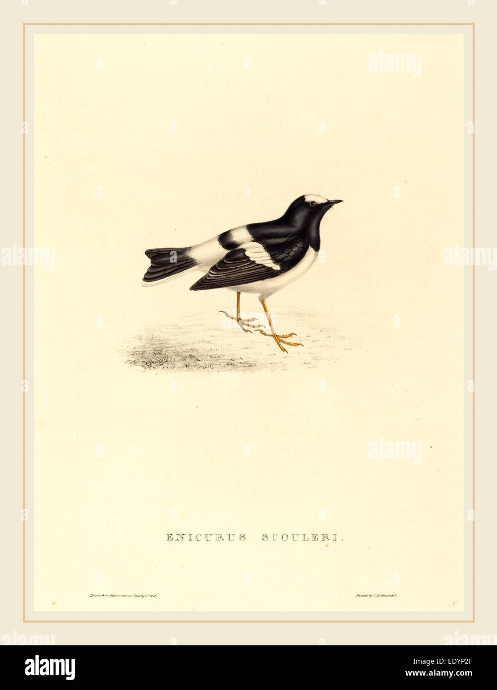 Elizabeth Gould, britische (1804 – 1841), Enicurus Scouleri (kleine Widłogon), handkolorierten Lithographie Stockfoto